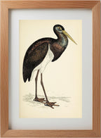 Black Stork