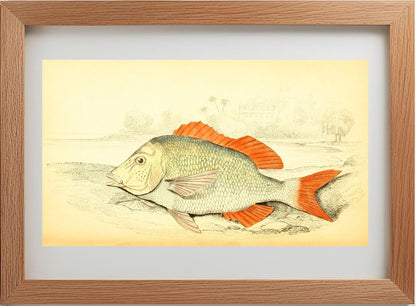 Edible Lethrynus