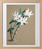 Dendrobium Eburneum