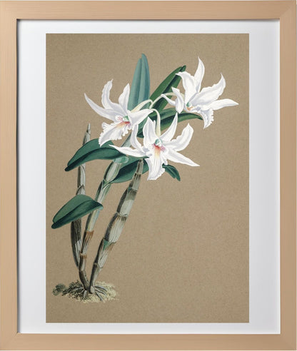 Dendrobium Eburneum