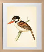 White-ear'd Puff-bird