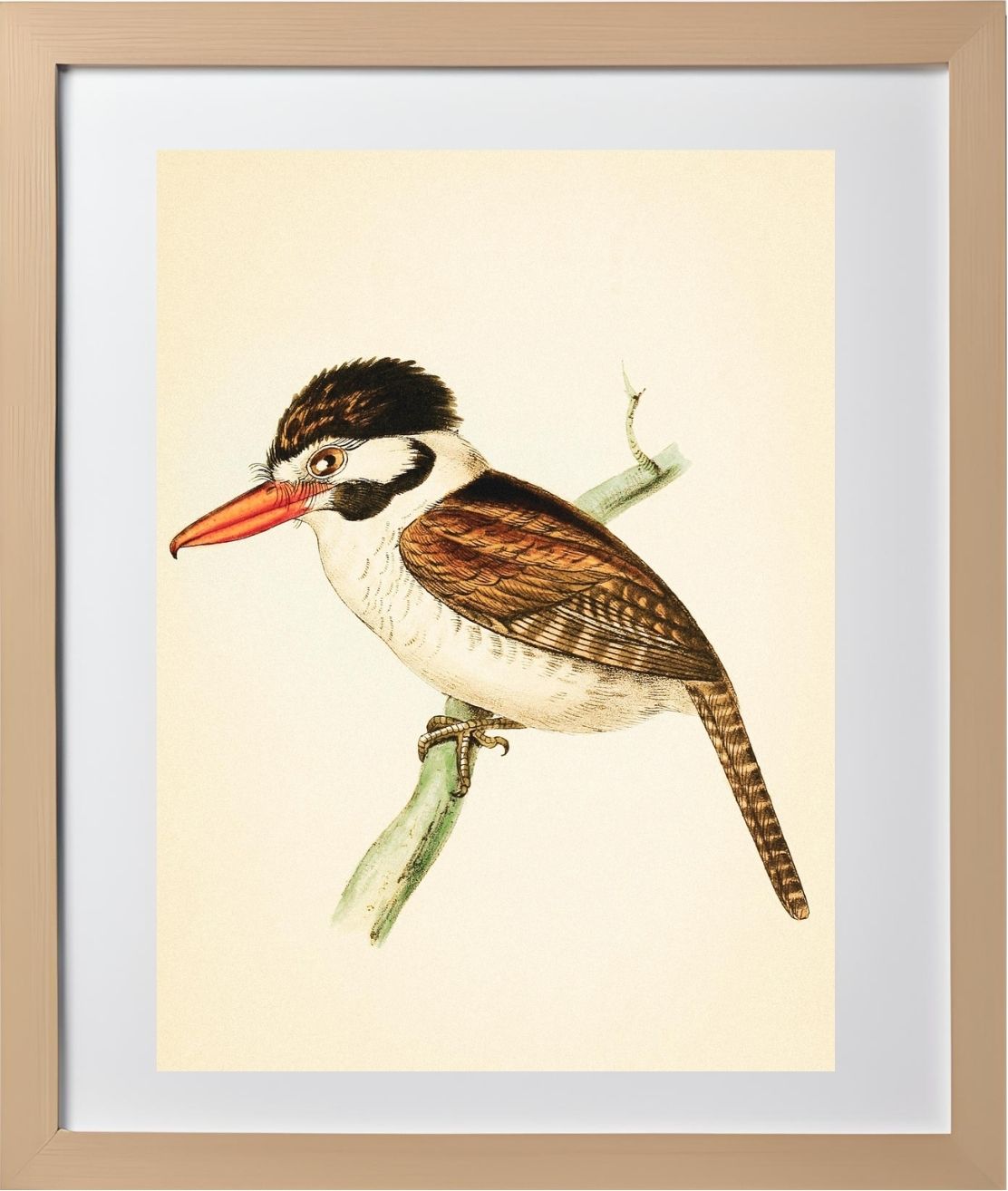 White-ear'd Puff-bird