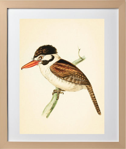 White-ear'd Puff-bird