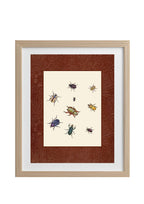 Beetles 1