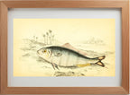 Indian Pilot-Fish
