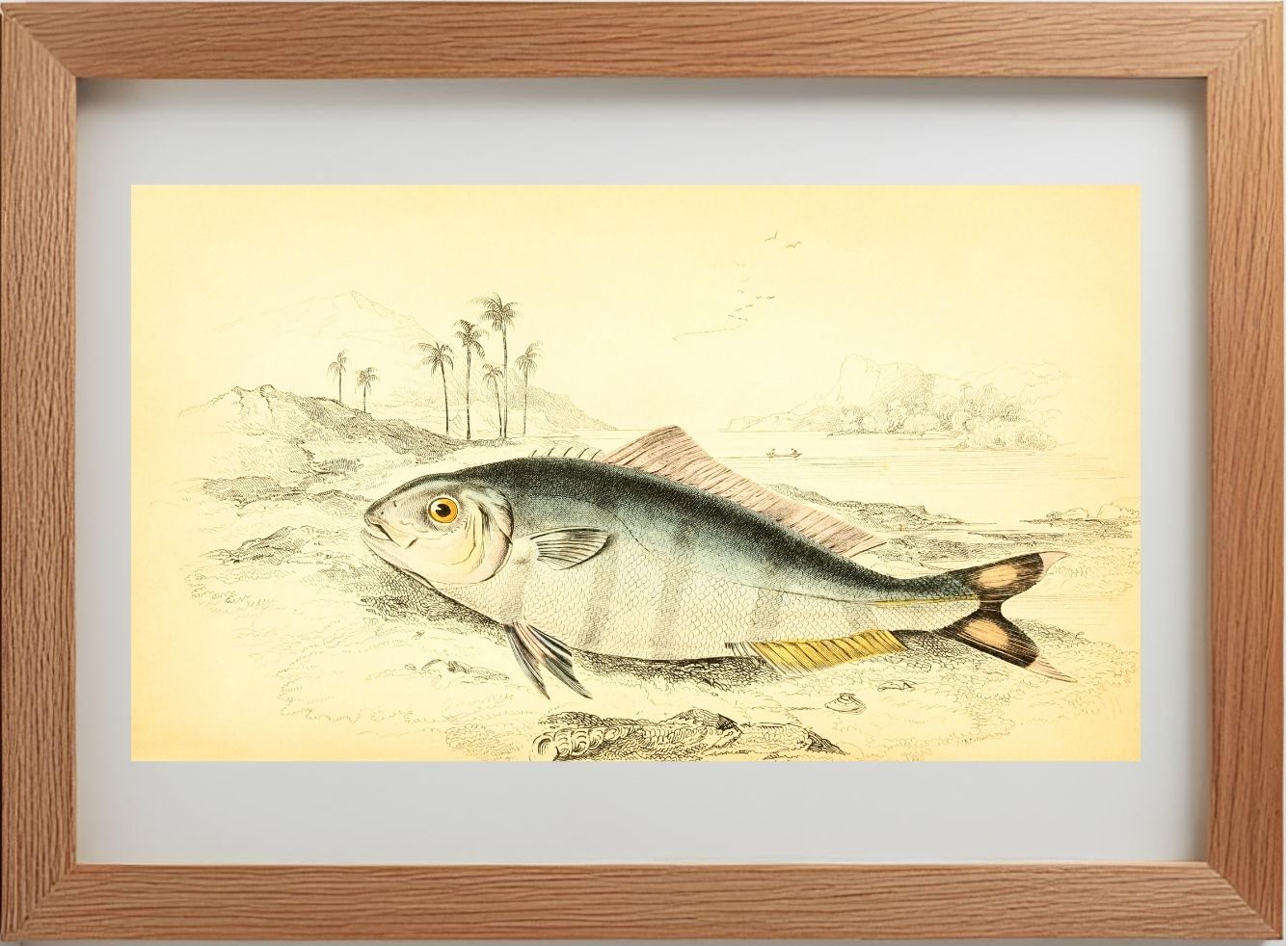 Indian Pilot-Fish