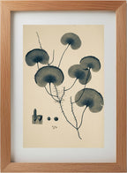 Trichomanes Reniforme