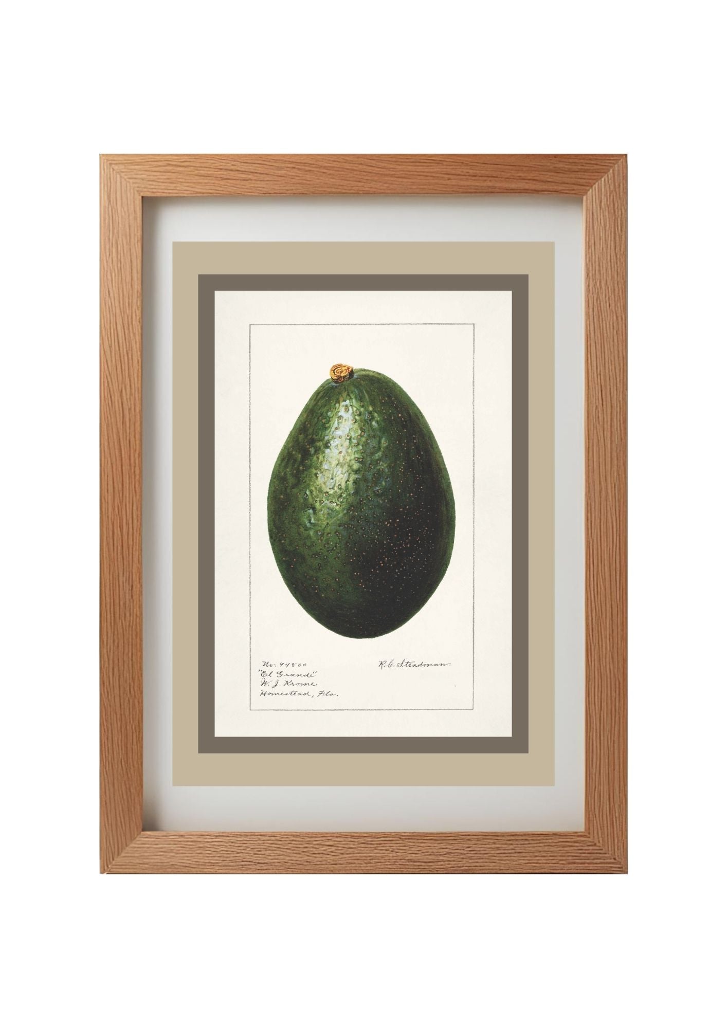 Avocado Persea