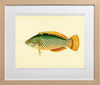 Sparus Decussatus