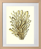 Madrepora anthophyllites
