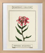 Bulbiferous Coral-Wort