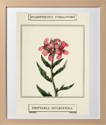 Bulbiferous Coral-Wort