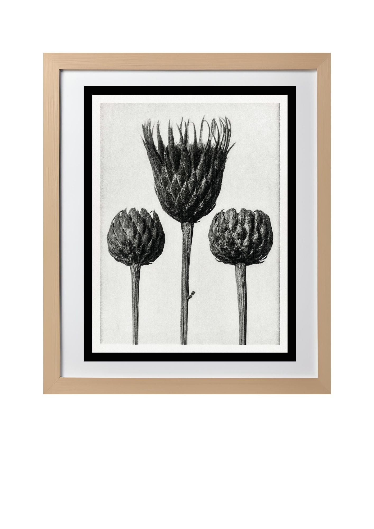 Serratula Nudicaulis (Bare Stemmed Common Saw Wort)