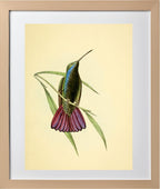 Mango Hummingbird Male