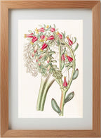 Mr. Scheer's Echeveria