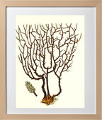 Gorgonia placomus 3
