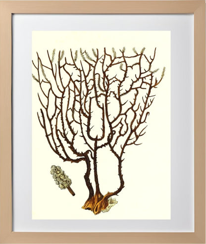 Gorgonia placomus 3