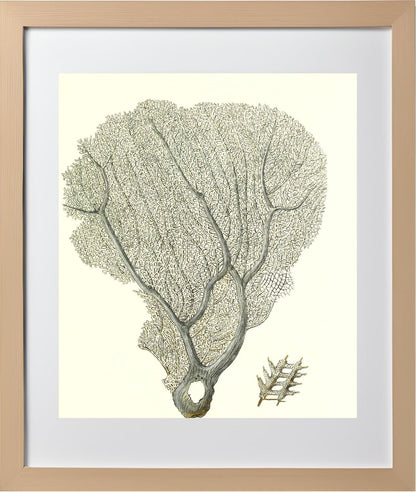 Gorgonia flabellum