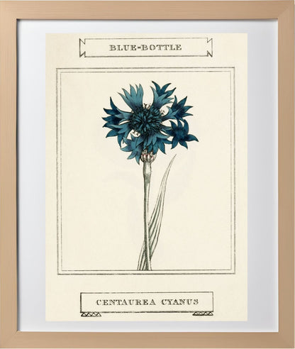 Blue-Bottle