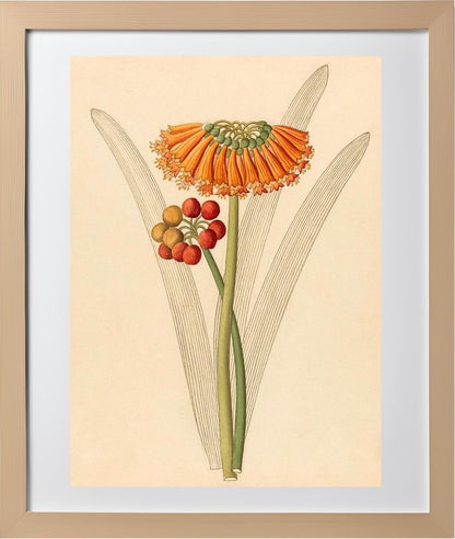 Cyrtanthus (Clivia Nobilis)