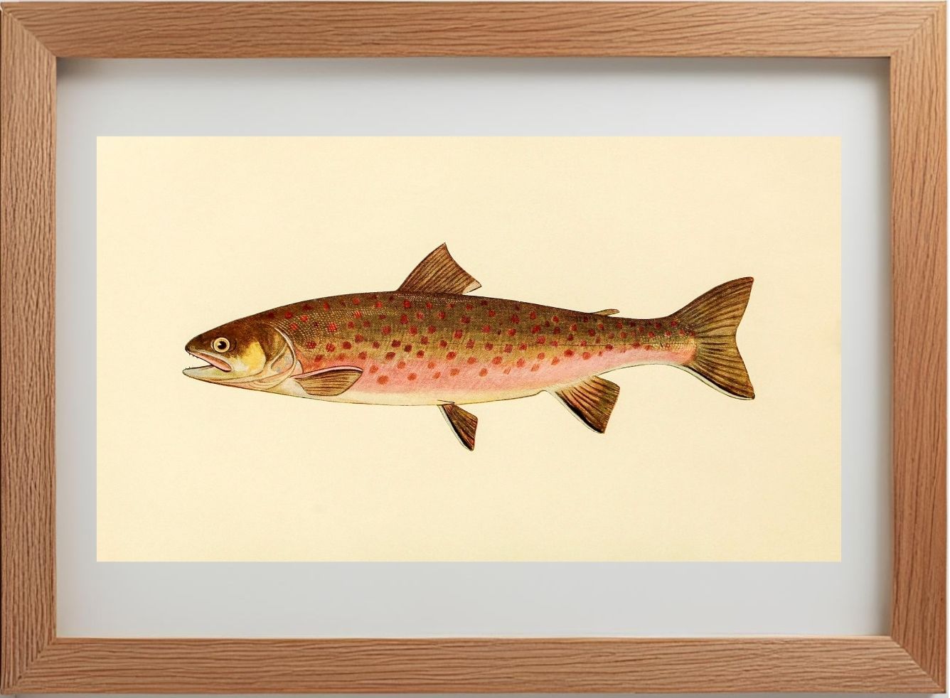 The Dolly Varden Trout (Adult Male) Salvelinus-Parkei