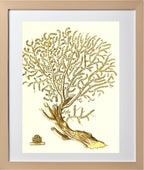 Gorgonia placomus 2