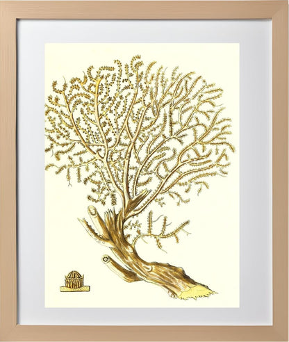 Gorgonia placomus 2