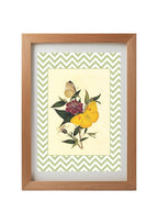 Papilio Pyranthe and Papilio Philea