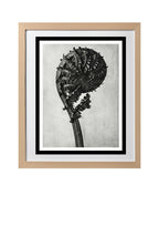 Struthiopteris Germanica (German Ostrich Fern Frond)