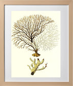 Gorgonia tuberculata