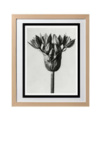 Allium Ostroroskianum (Ornamental Onion)