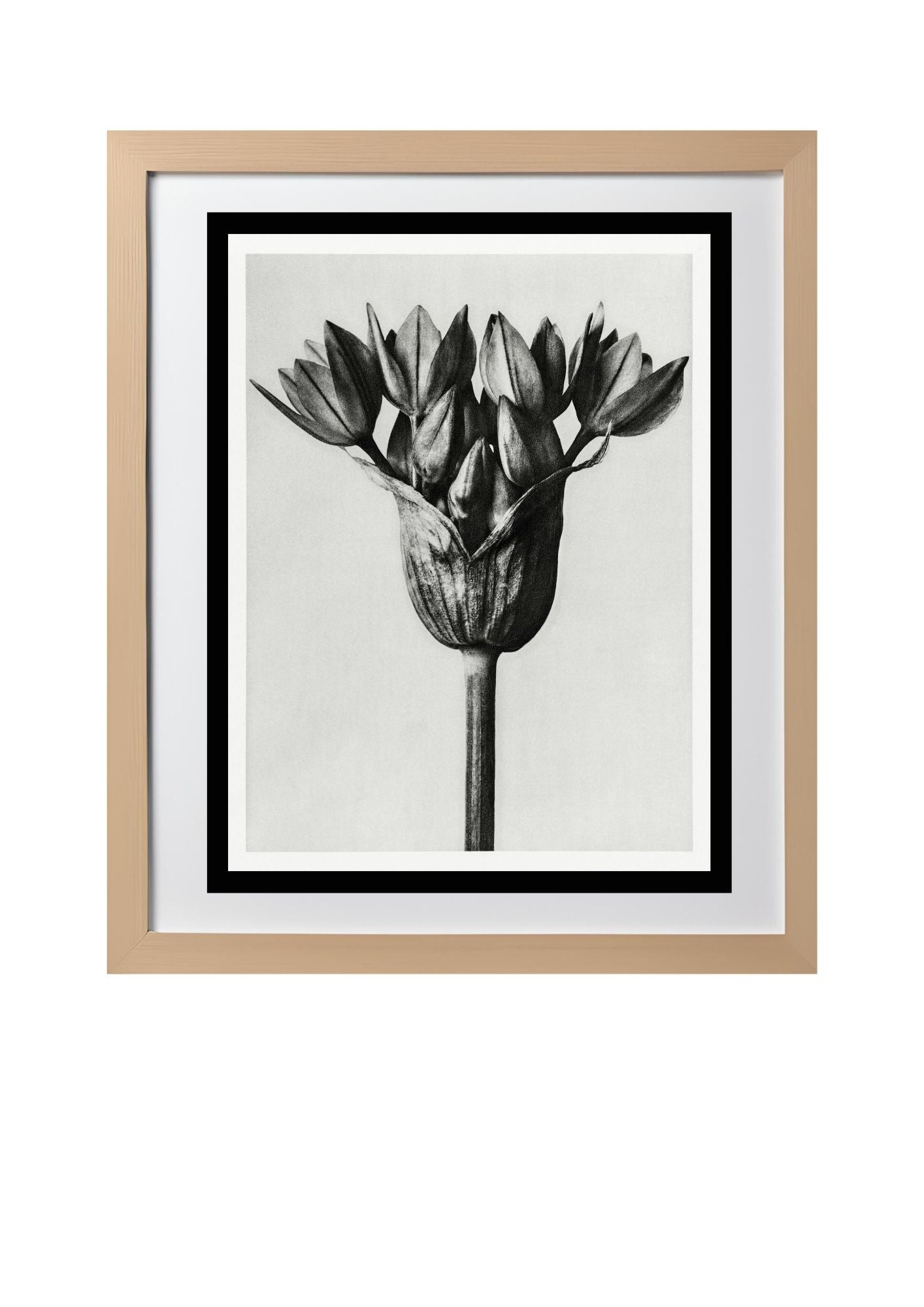 Allium Ostroroskianum (Ornamental Onion)