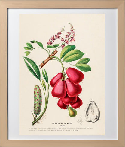 Le Lackee et le Pothos (Akeesia)