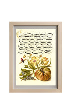 Insect, Moth Mullein, Forget-Me-Not, and Tomato