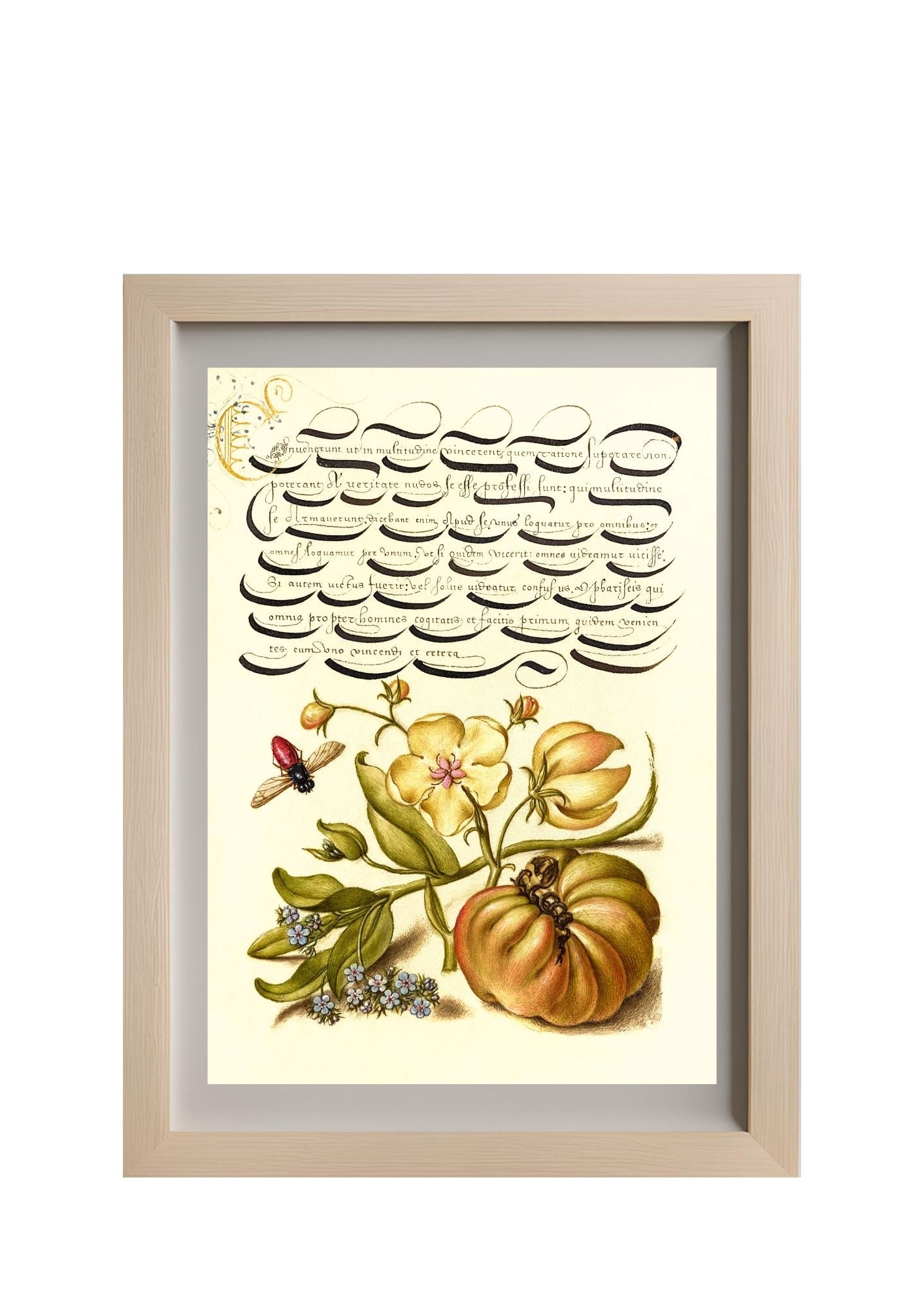 Insect, Moth Mullein, Forget-Me-Not, and Tomato