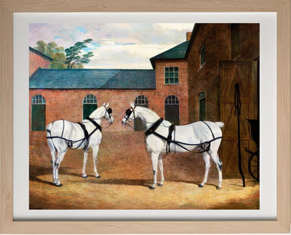Grey Carriage Horses in the Coachyard at Putteridge Bury