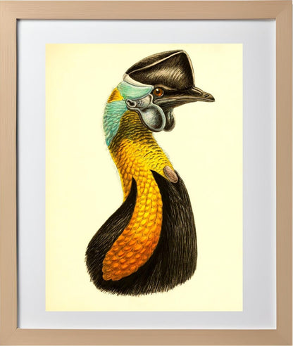 Casuarius Uniappendiculatus