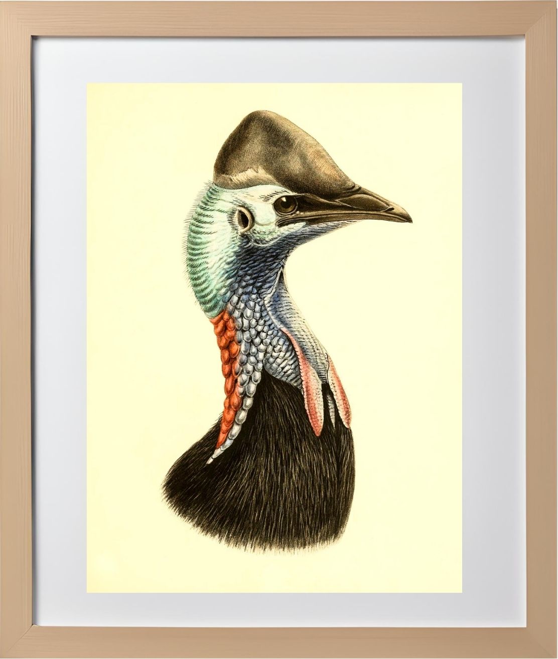 Casuarius Casuarius Salvadorii