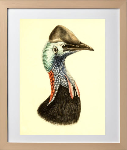 Casuarius Casuarius Salvadorii