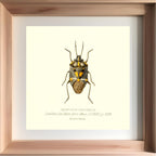 Aplerotus Maculatus