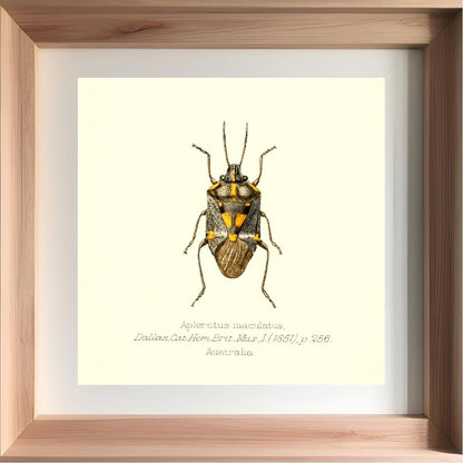 Aplerotus Maculatus