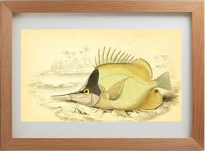 Long-Beaked Chelmon