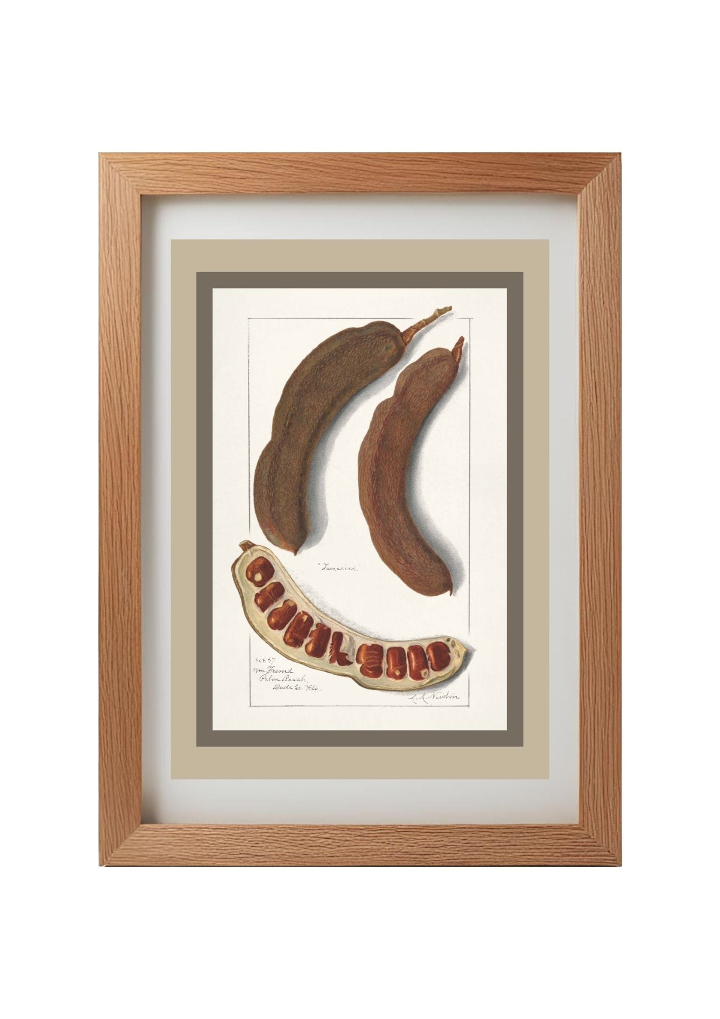 Indian Tamarind