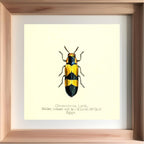 Chrysochroa Lordi