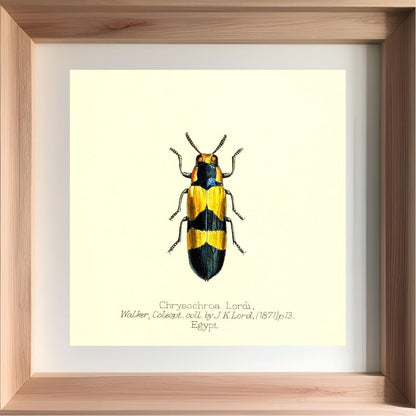 Chrysochroa Lordi