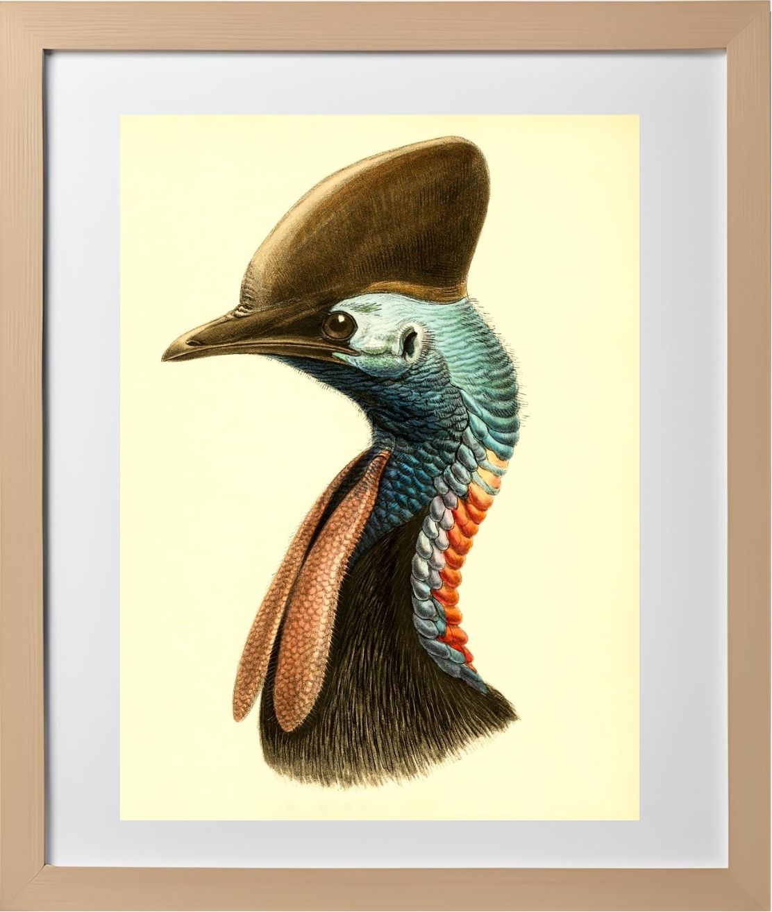 Casuarius Casuarius Australis