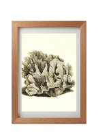 Pavonia lactuca