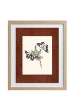 Papilio aganippe