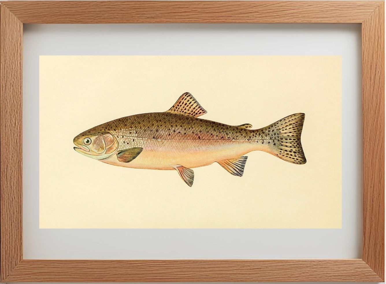 The Rainbow Trout (Adult Male) Salmo-Irideus