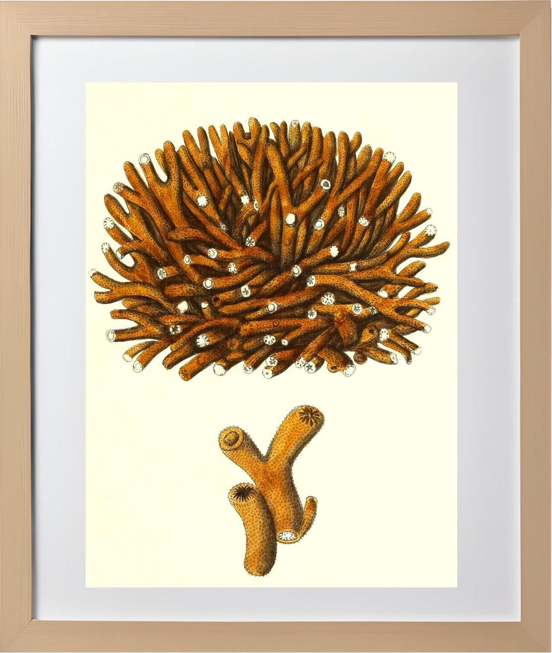 Madrepora flexuofa